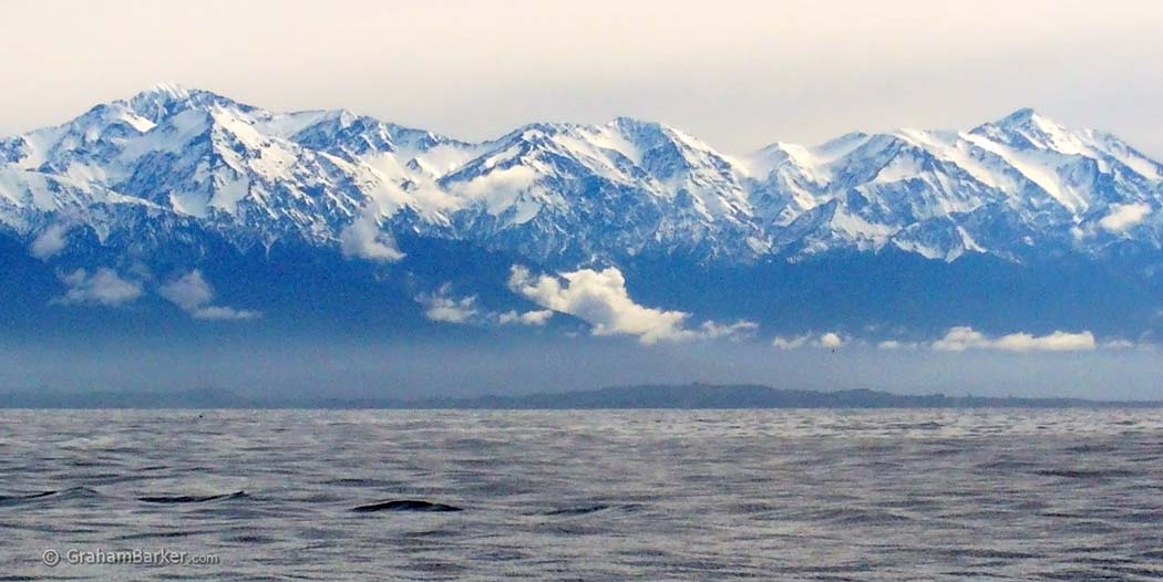 Whale watching at Kaikoura, New Zealand