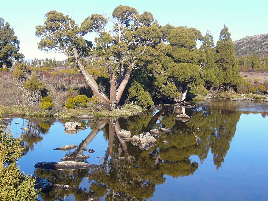 Pencil pine reflections, Pine Lake, Tasmania