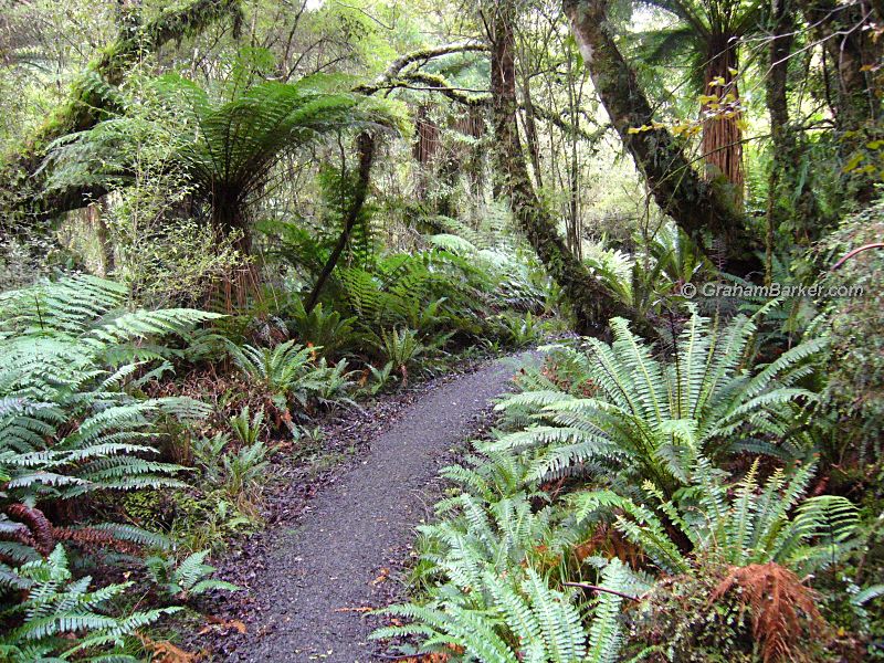 Path through forest on the Rakiura Track, Stewart Island, New Zealand