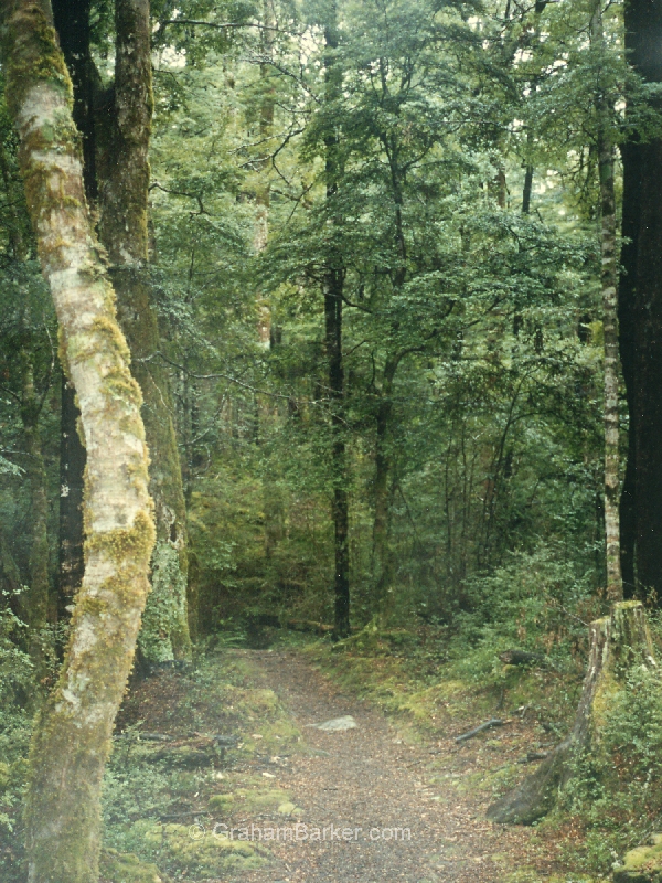 Beech forest near St Arnaud, New Zealand
