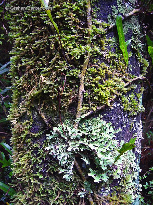 Stuff growing on a tree, Ulva Island, off Stewart Island, New Zealand